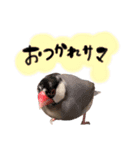 毎日使える！我が家の本物文鳥スタンプ（個別スタンプ：27）