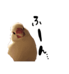 毎日使える！我が家の本物文鳥スタンプ（個別スタンプ：29）