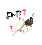 毎日使える！我が家の本物文鳥スタンプ（個別スタンプ：30）