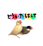 毎日使える！我が家の本物文鳥スタンプ（個別スタンプ：31）