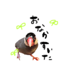 毎日使える！我が家の本物文鳥スタンプ（個別スタンプ：32）