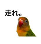何かと使えるボタンインコのスタンプ（個別スタンプ：1）