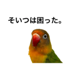 何かと使えるボタンインコのスタンプ（個別スタンプ：4）