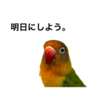 何かと使えるボタンインコのスタンプ（個別スタンプ：12）