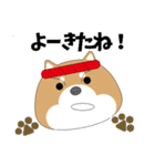 博多弁！ バリきゃっちーな柴犬ちゃん（個別スタンプ：2）