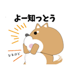 博多弁！ バリきゃっちーな柴犬ちゃん（個別スタンプ：5）