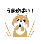 博多弁！ バリきゃっちーな柴犬ちゃん（個別スタンプ：7）