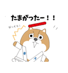 博多弁！ バリきゃっちーな柴犬ちゃん（個別スタンプ：12）