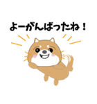 博多弁！ バリきゃっちーな柴犬ちゃん（個別スタンプ：34）