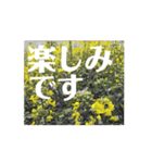 【しゃべらない】想いを伝える植物スタンプ（個別スタンプ：1）