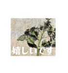 【しゃべらない】想いを伝える植物スタンプ（個別スタンプ：7）
