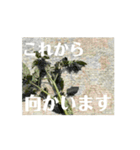 【しゃべらない】想いを伝える植物スタンプ（個別スタンプ：8）