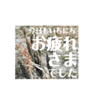 【しゃべらない】想いを伝える植物スタンプ（個別スタンプ：11）