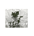 【しゃべらない】想いを伝える植物スタンプ（個別スタンプ：14）