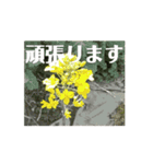 【しゃべらない】想いを伝える植物スタンプ（個別スタンプ：16）