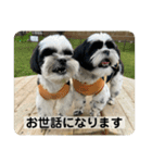 犬と日常スタンプ（個別スタンプ：1）