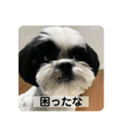 犬と日常スタンプ（個別スタンプ：2）