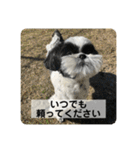 犬と日常スタンプ（個別スタンプ：3）