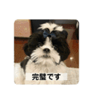 犬と日常スタンプ（個別スタンプ：4）