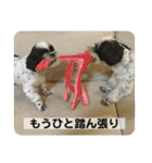 犬と日常スタンプ（個別スタンプ：5）