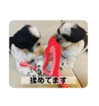 犬と日常スタンプ（個別スタンプ：6）