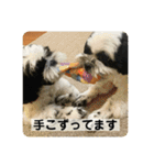 犬と日常スタンプ（個別スタンプ：7）