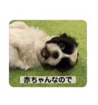 犬と日常スタンプ（個別スタンプ：9）
