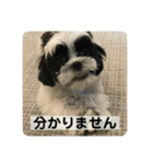 犬と日常スタンプ（個別スタンプ：10）