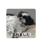 犬と日常スタンプ（個別スタンプ：11）