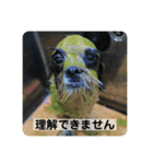 犬と日常スタンプ（個別スタンプ：12）