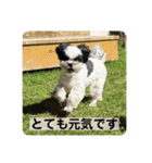 犬と日常スタンプ（個別スタンプ：13）