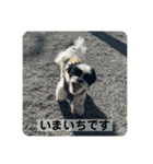 犬と日常スタンプ（個別スタンプ：14）