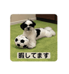 犬と日常スタンプ（個別スタンプ：15）