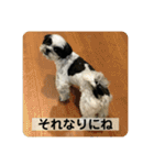 犬と日常スタンプ（個別スタンプ：16）