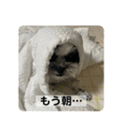 犬と日常スタンプ（個別スタンプ：17）