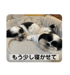 犬と日常スタンプ（個別スタンプ：19）