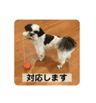 犬と日常スタンプ（個別スタンプ：21）