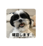 犬と日常スタンプ（個別スタンプ：22）