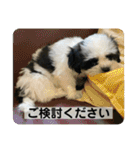 犬と日常スタンプ（個別スタンプ：23）