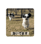 犬と日常スタンプ（個別スタンプ：25）