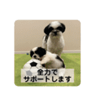 犬と日常スタンプ（個別スタンプ：27）