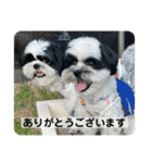 犬と日常スタンプ（個別スタンプ：28）