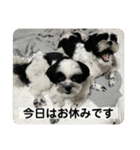 犬と日常スタンプ（個別スタンプ：29）