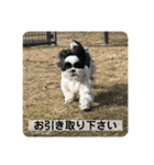 犬と日常スタンプ（個別スタンプ：30）
