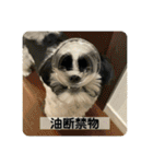 犬と日常スタンプ（個別スタンプ：31）