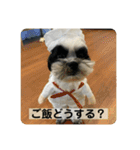 犬と日常スタンプ（個別スタンプ：33）