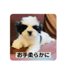 犬と日常スタンプ（個別スタンプ：35）