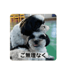 犬と日常スタンプ（個別スタンプ：37）
