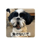 犬と日常スタンプ（個別スタンプ：38）