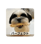 犬と日常スタンプ（個別スタンプ：39）